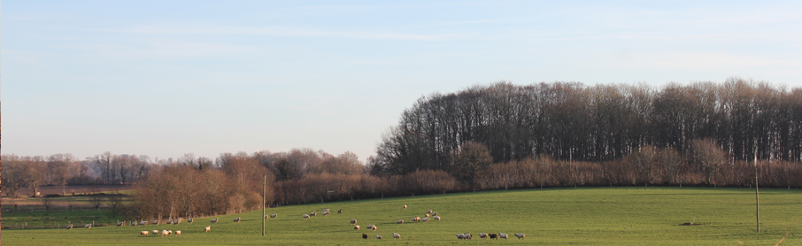 Wiese am Ferienlandhaus